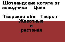 Шотландские котята от заводчика. › Цена ­ 3 000 - Тверская обл., Тверь г. Животные и растения » Кошки   . Тверская обл.